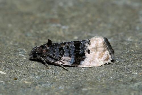 Metendothenia atropunctana